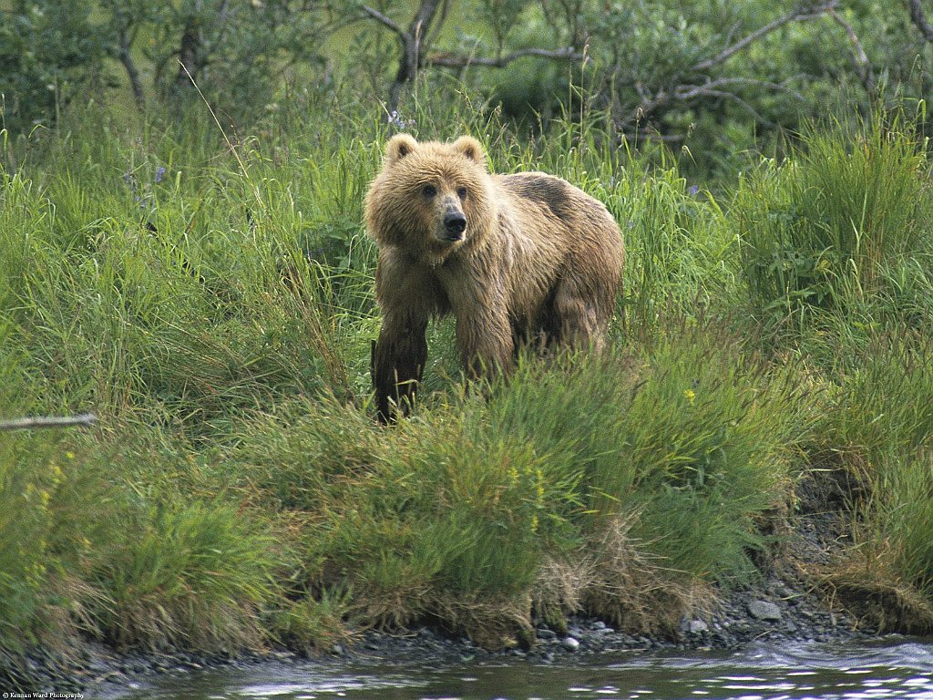 On the Watch, Brown Bear, Alaska